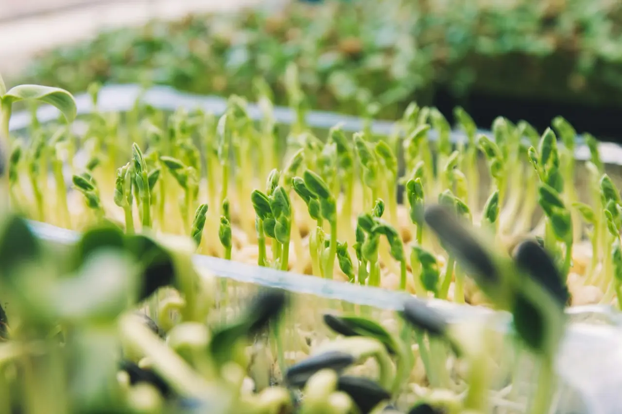Pea shoots standing in a seed tray, lit from behind by morning sun