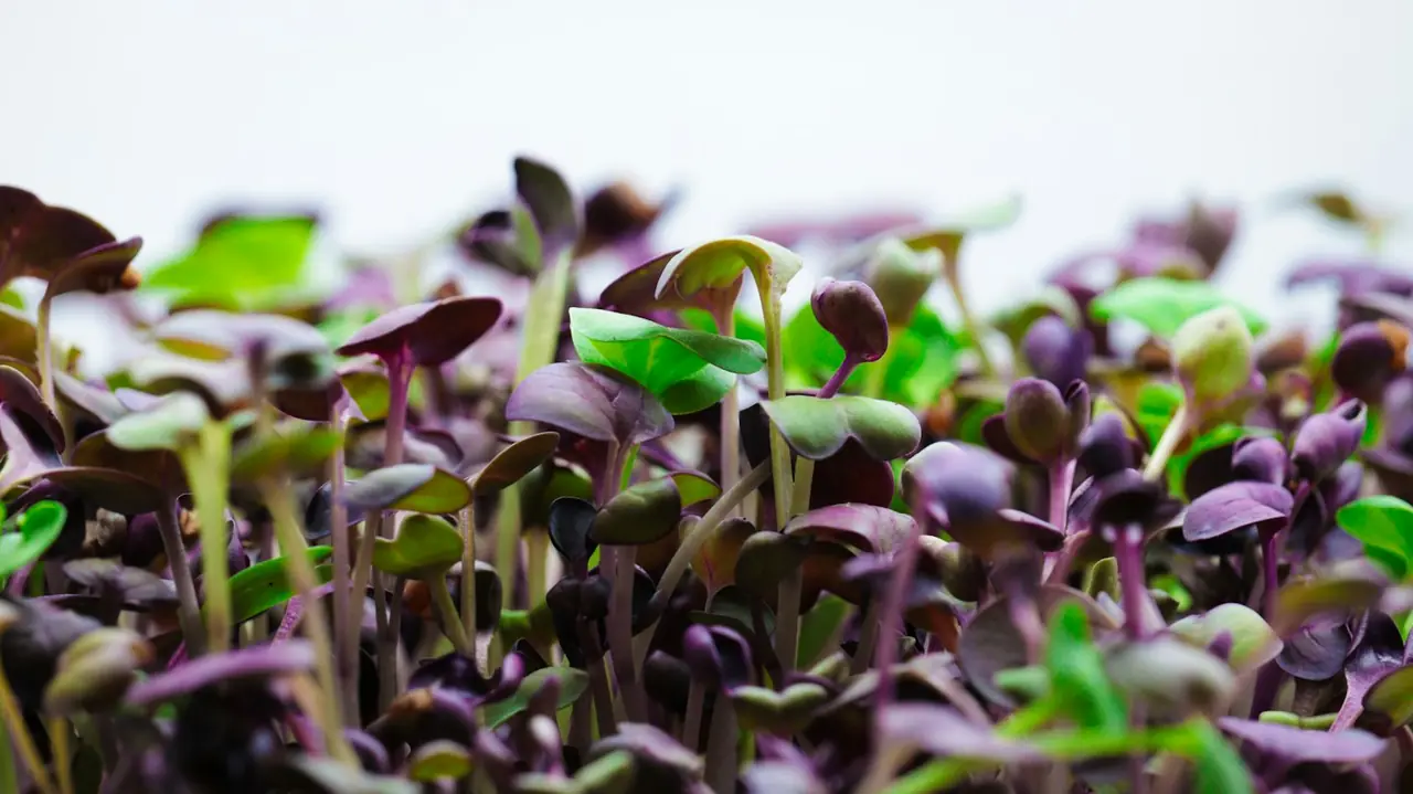Purple and green radish microgreens at true-leaf stage, close up